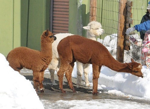 ２月１２日　釧路市動物園　アルパカ