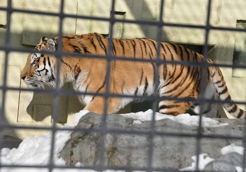 ２月１２日　釧路市動物園　猛獣舎のパクパクタイム