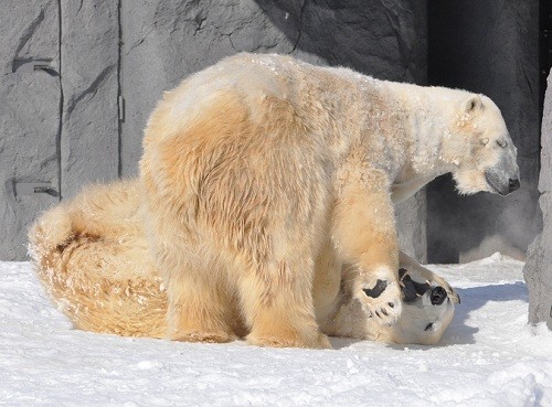 2月16日 旭山動物園 ホッキョクグマ ルルとピリカ1