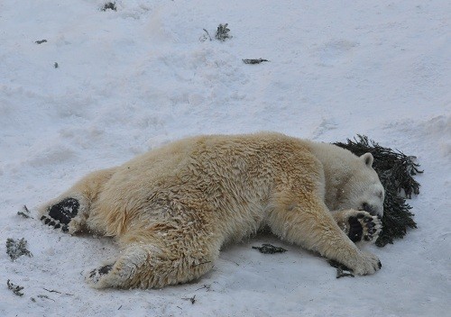 2月16日 旭山動物園 ホッキョクグマ サツキの松の木遊び
