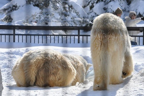 2月16日 旭山動物園 ホッキョクグマ ルルとピリカ2