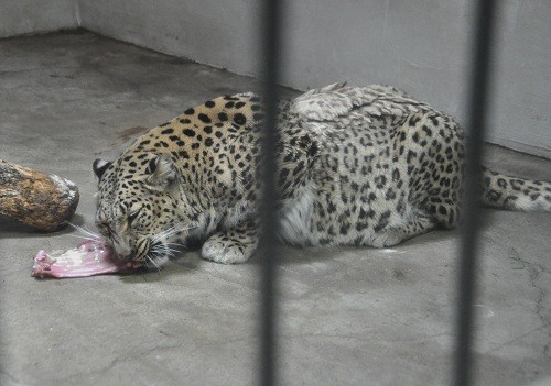 訃報 釧路市動物園 ペルシャヒョウ ベル 滝上発 動物園の動物が大好き By 西紋のマツ