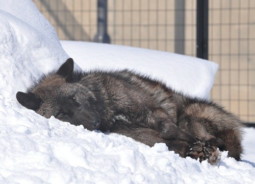 ２月１６日　旭山動物園　エゾヒグマのとんこ親子