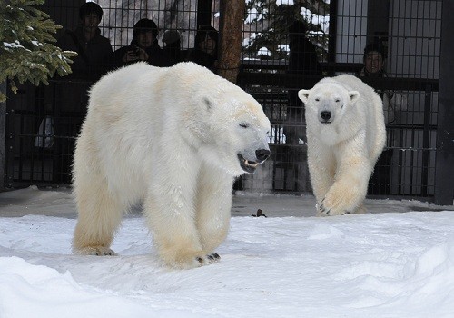 2月26日 旭山動物園 ホッキョクグマ サツキとピリカ1