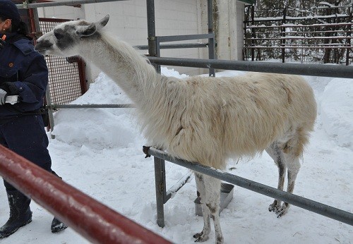 ２月２５日　おびひろ動物園　ラマ　雪丸