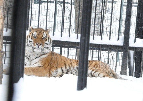 ２月２５日　おびひろ動物園　アムールトラ　タツオ