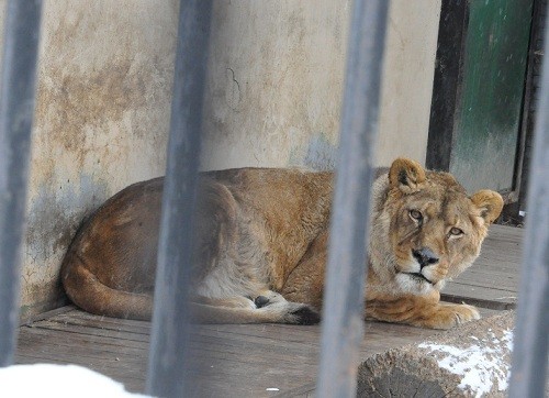 ２月２５日　おびひろ動物園　ライオン　エルザ