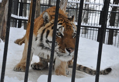 ２月２５日　おびひろ動物園　アムールトラのスポットガイド