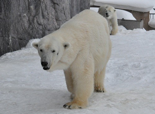 2月26日 旭山動物園 閉園時間直前のサツキとピリカ