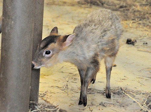 ３月８日　旭山動物園　元旦生まれのキョン