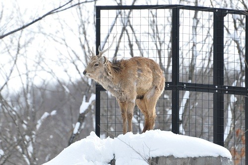 ３月８日　旭山動物園　エゾシカのもぐもぐタイム