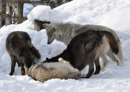 3月8日 旭山動物園 14:30頃のオオカミ達