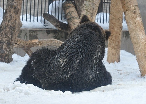 ３月８日　旭山動物園　エゾヒグマ　くまぞう