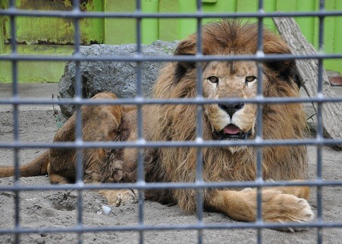 訃報・・・釧路市動物園　ライオン　キング