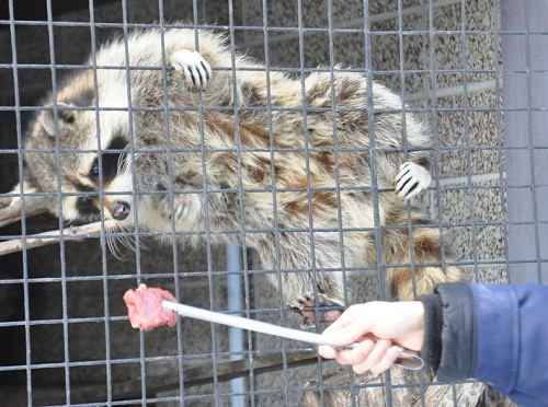 ３月１０日　おびひろ動物園　冬の裏側探検隊　小獣舎