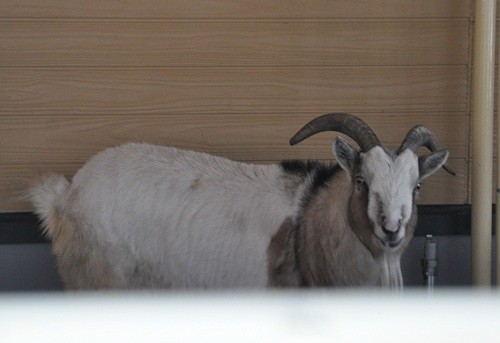 ３月１０日　おびひろ動物園　冬の裏側探検隊　ちびっこふぁーむ