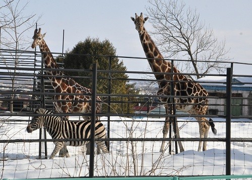 ３月１０日　おびひろ動物園　冬の裏側探検隊　アニメキリン