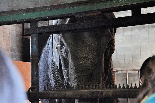 ３月１０日　おびひろ動物園　冬の裏側探検　ゾウ