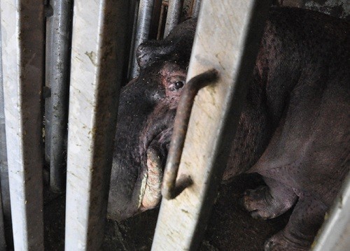 ３月１０日　おびひろ動物園　冬の裏側探検隊　カバ