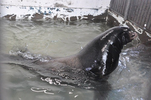 ３月１０日　おびひろ動物園　冬の裏側探検隊　アシカ