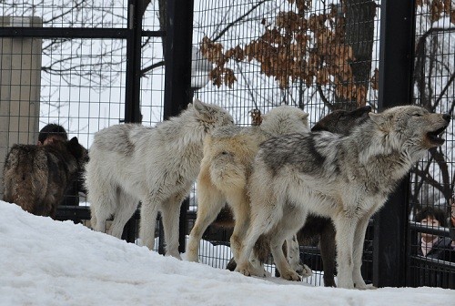 3月18日 旭山動物園 シンリンオオカミの遠吠え