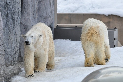 3月18日 旭山動物園 ホッキョクグマ サツキとピリカ1