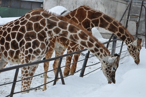 ３月１８日　旭山動物園　アミメキリン