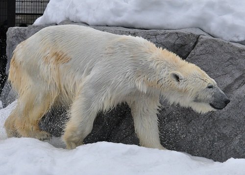 3月18日 旭山動物園 ホッキョクグマ サツキとピリカ2 ルル2