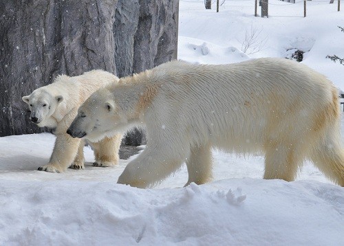 3月27日 旭山動物園 ホッキョクグマ サツキとピリカ1