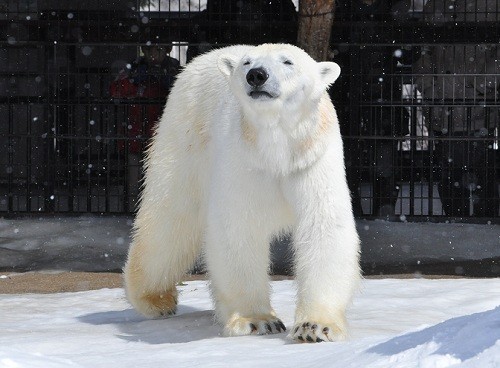 3月27日 旭山動物園 ホッキョクグマ サツキとピリカ2