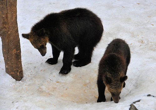 ３月２７日　旭山動物園　エゾヒグマ　とんこ親子