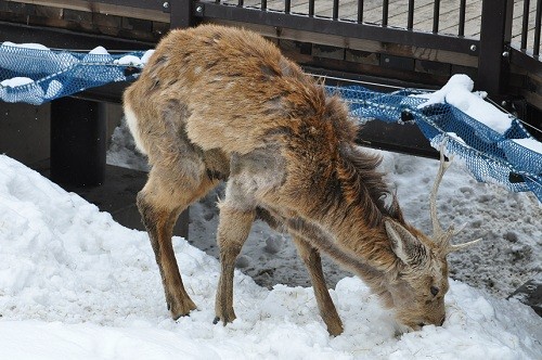 ３月２７日　旭山動物園　エゾシカたち