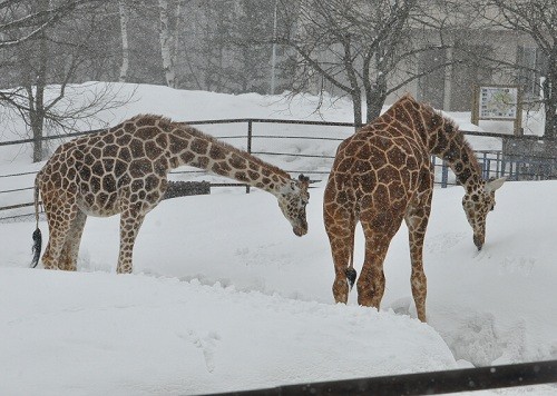 ３月２７日　旭山動物園　アミメキリン