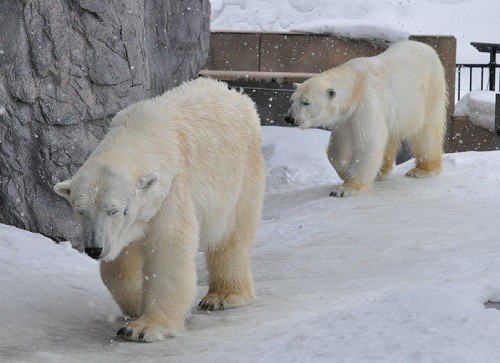 3月27日 旭山動物園 ホッキョクグマ サツキとピリカ ちょっとイワン