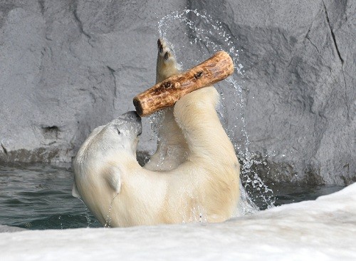 3月27日 旭山動物園 サツキ ちょっとだけピリカとイワン