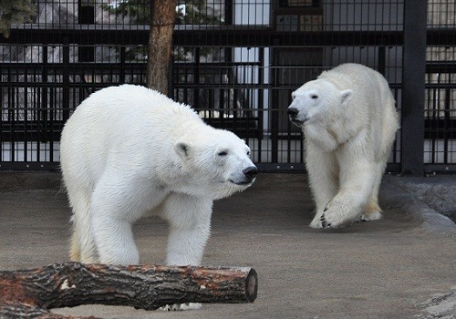 懐かしい写真シリーズ・・・2010年4月6日 旭山 サツキとピリカ
