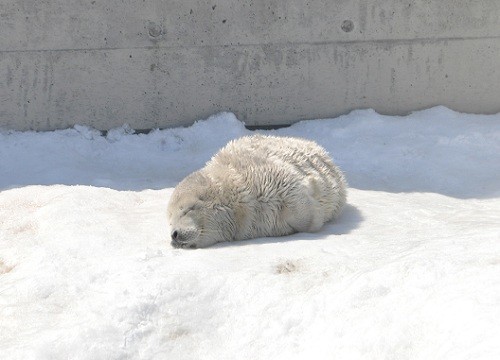 ４月８日　旭山動物園　ゴマフアザラシの赤ちゃん