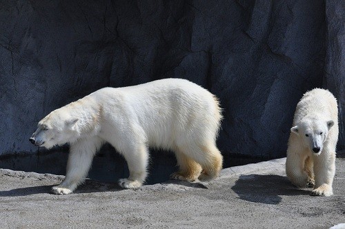 4月8日 旭山動物園 ホッキョクグマ サツキとピリカ1