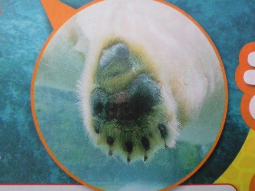 ある雑誌に掲載された「イワンの肉球」