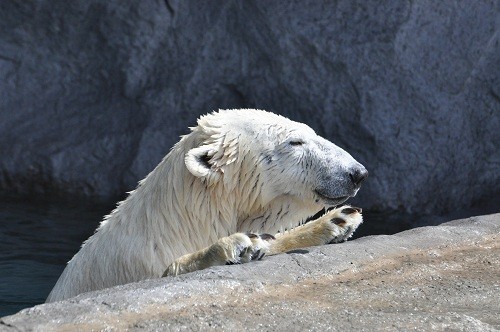 4月8日 旭山動物園 ホッキョクグマ サツキとピリカ2