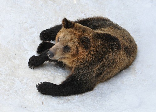 ４月８日　旭山動物園　エゾヒグマ　とんこ親子