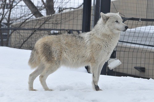 4月8日 旭山動物園 シンリンオオカミ 母と娘たち