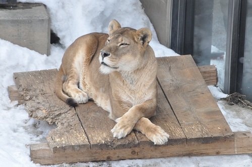 4月8日 旭山動物園 ユキヒョウと、その他いろいろ