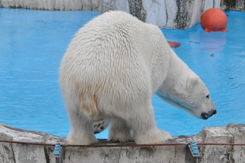4月22日 円山動物園 アニマルファミリー ララ感謝イベント3
