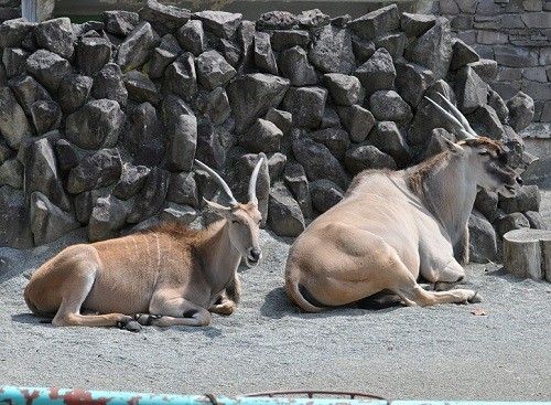 ４月２２日　円山動物園　エランド一家