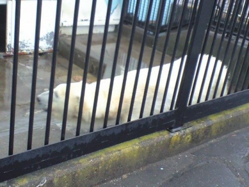 ツヨシは・・・