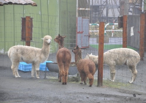 ４月２６日　釧路市動物園　アルパカたち