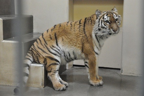 ４月２６日　釧路市動物園　猛獣舎の午前