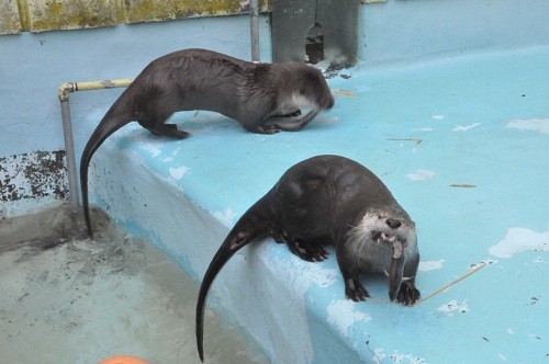 ４月２６日　釧路市動物園　カナダカワウソ