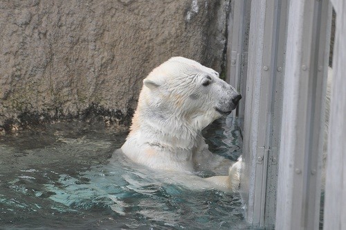 4月29日 旭山動物園 ホッキョクグマの開園直後